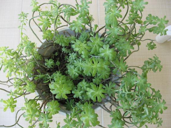 Name:  sedum palmeri.JPG
Views: 5149
Size:  63.8 KB