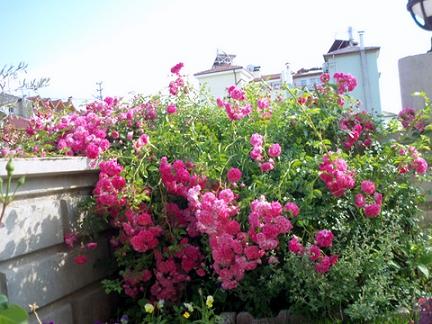 Name:  Resim 040.jpg
Views: 2935
Size:  64.0 KB