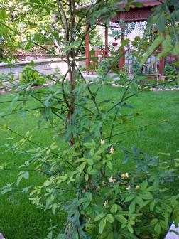 Name:  Resim 019.jpg
Views: 1727
Size:  54.9 KB