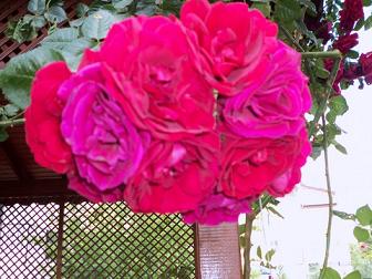 Name:  Resim 015-2.jpg
Views: 1736
Size:  52.1 KB