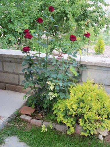 Name:  Resim 003.jpg
Views: 968
Size:  51.4 KB
