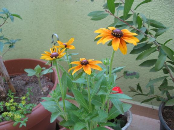 Name:  yeni sar .JPG
Views: 3431
Size:  47.1 KB