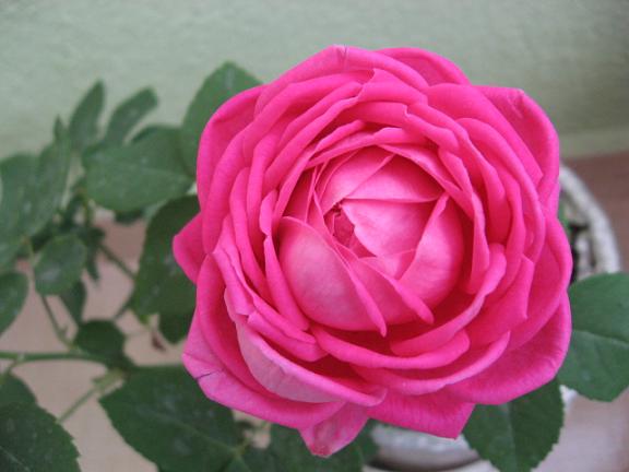 Name:  pembe kokulu gl.JPG
Views: 9779
Size:  37.3 KB