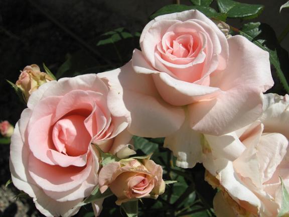 Name:  pembe gl.JPG
Views: 4357
Size:  43.9 KB