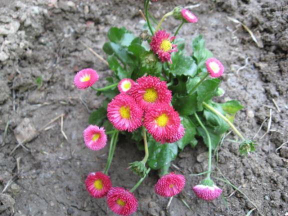 Name:  pembe eker taba.JPG
Views: 3383
Size:  61.3 KB