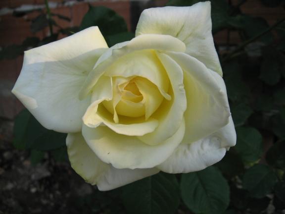 Name:  sar gl.JPG
Views: 3007
Size:  28.1 KB
