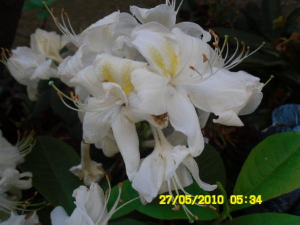 Name:  beyaz rhodedendron-1.jpg
Views: 1266
Size:  30.0 KB