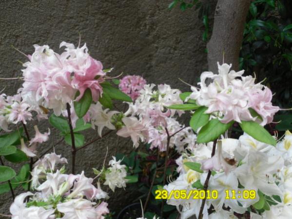 Name:  pembe rohedendron1.jpg
Views: 1306
Size:  49.4 KB