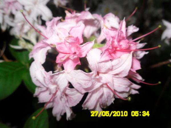 Name:  pembe rhodedendron-2.jpg
Views: 1284
Size:  32.8 KB