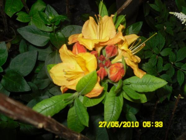 Name:  turuncu rhodedendron-1.jpg
Views: 1264
Size:  39.0 KB