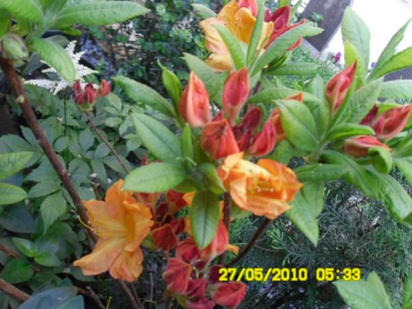 Name:  turuncu rhodedendron-2.jpg
Views: 1247
Size:  51.4 KB