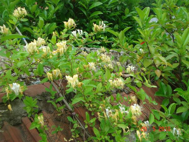 Name:  DSC00232.jpg
Views: 774
Size:  71.5 KB
