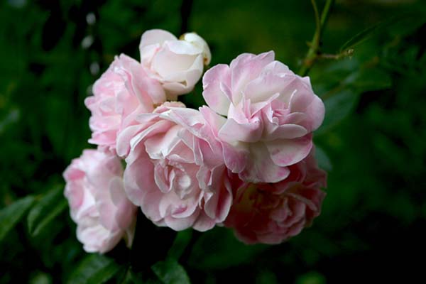 Name:  IMG_6945.JPG
Views: 1280
Size:  41.6 KB