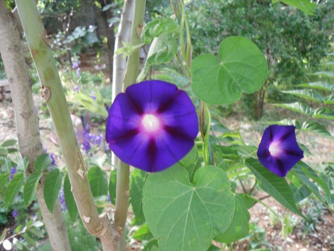 Name:  SDC10731 copy.jpg
Views: 779
Size:  52.0 KB
