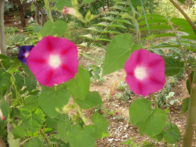 Name:  SDC10732 copy.jpg
Views: 788
Size:  68.2 KB