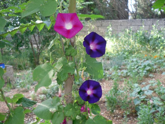 Name:  SDC10733 copy.jpg
Views: 780
Size:  60.5 KB