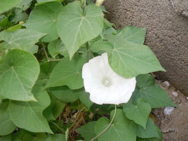 Name:  SDC10734 copy.jpg
Views: 785
Size:  45.1 KB