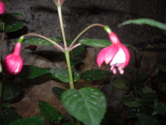 Name:  SDC10738 copy.jpg
Views: 774
Size:  37.8 KB