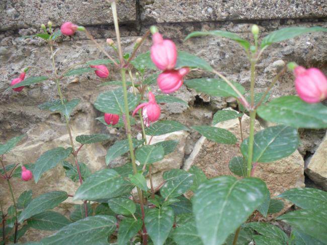 Name:  SDC10739 copy.jpg
Views: 753
Size:  62.1 KB