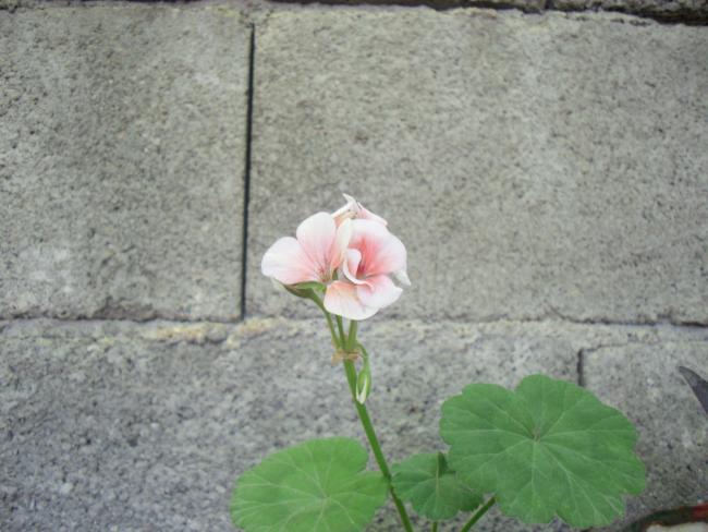 Name:  SDC10741 copy.jpg
Views: 798
Size:  46.5 KB