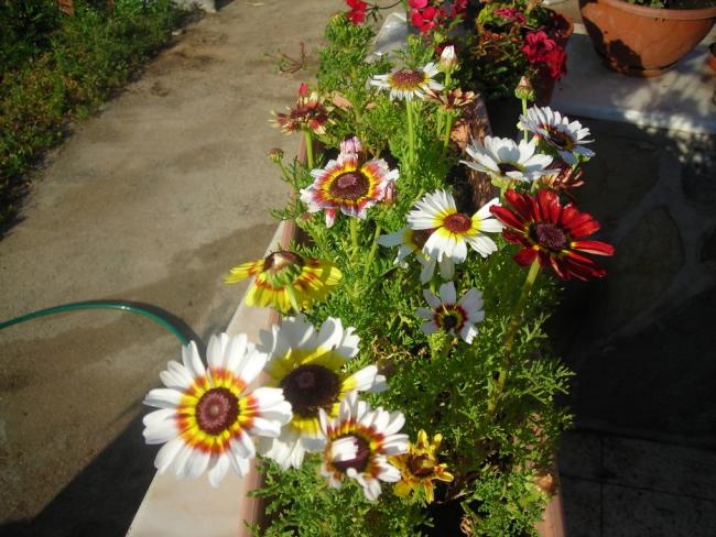 Name:  DSCN1925.jpg
Views: 2882
Size:  61.5 KB