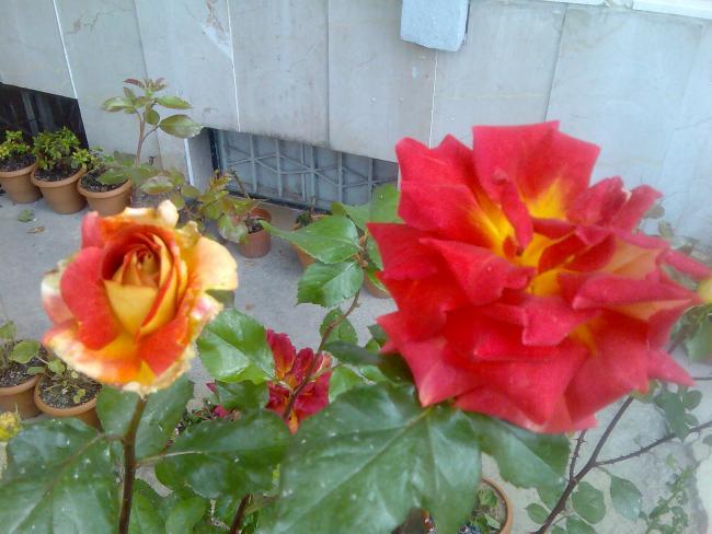 Name:  Grnt336.jpg
Views: 653
Size:  46.2 KB