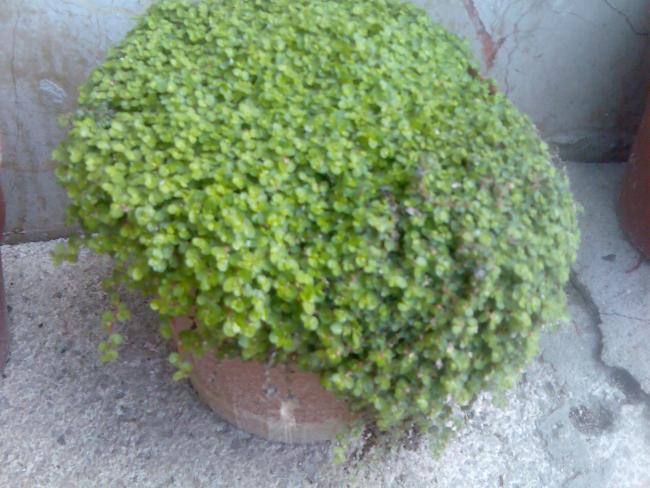 Name:  Grnt339.jpg
Views: 684
Size:  53.6 KB