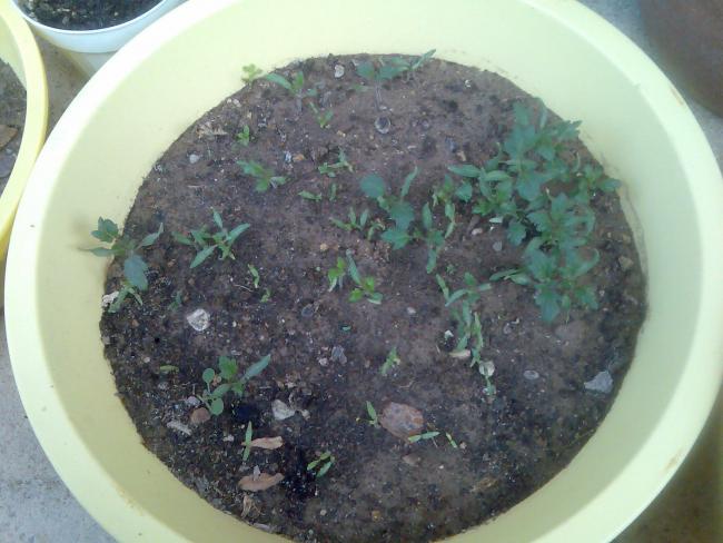Name:  Grnt341.jpg
Views: 655
Size:  46.7 KB