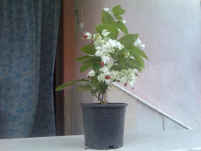 Name:  Grnt355.jpg
Views: 629
Size:  34.7 KB