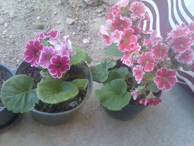 Name:  Grnt357.jpg
Views: 637
Size:  57.8 KB
