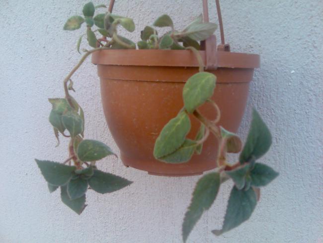 Name:  Grnt358.jpg
Views: 662
Size:  37.9 KB