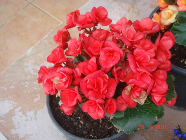 Name:  DSC00006.jpg
Views: 779
Size:  46.9 KB