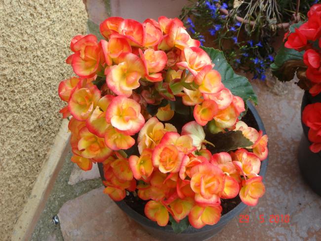 Name:  DSC00010.jpg
Views: 797
Size:  60.7 KB