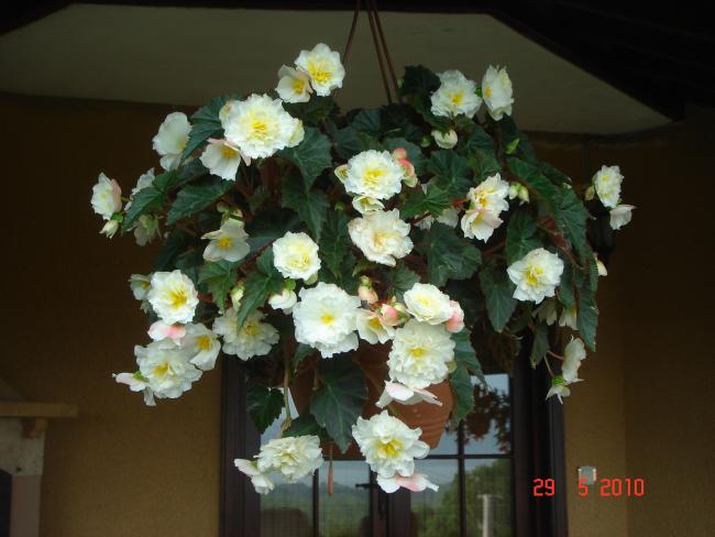 Name:  DSC09988.jpg
Views: 780
Size:  40.1 KB