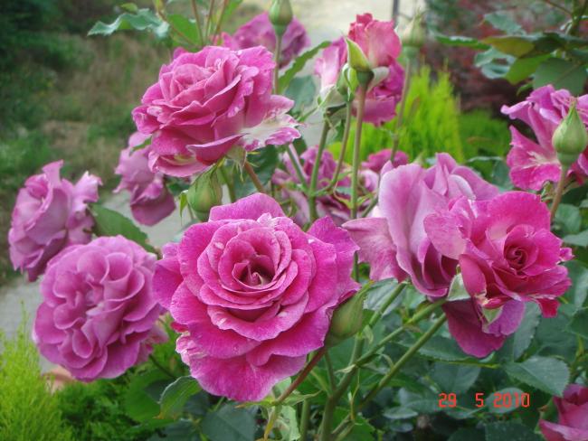 Name:  DSC00035.jpg
Views: 1395
Size:  56.7 KB