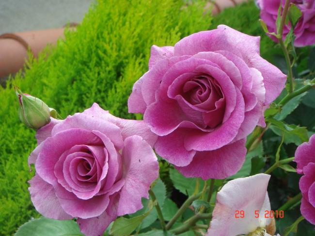 Name:  DSC00034.jpg
Views: 953
Size:  50.7 KB