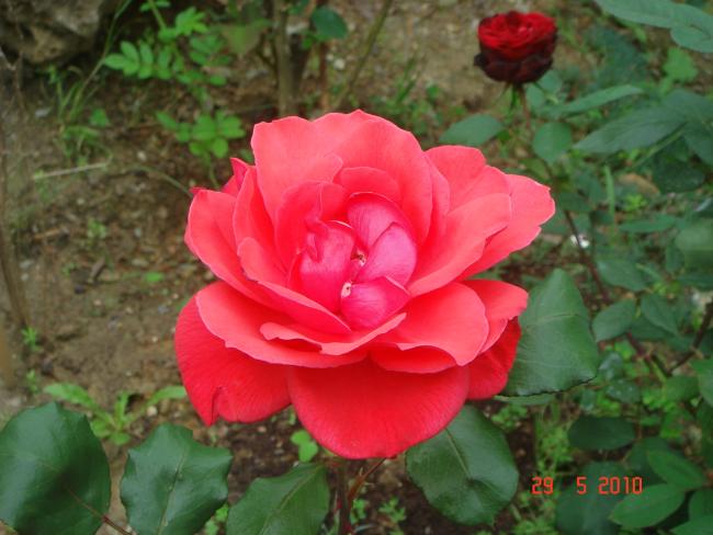 Name:  DSC00187.jpg
Views: 783
Size:  43.2 KB