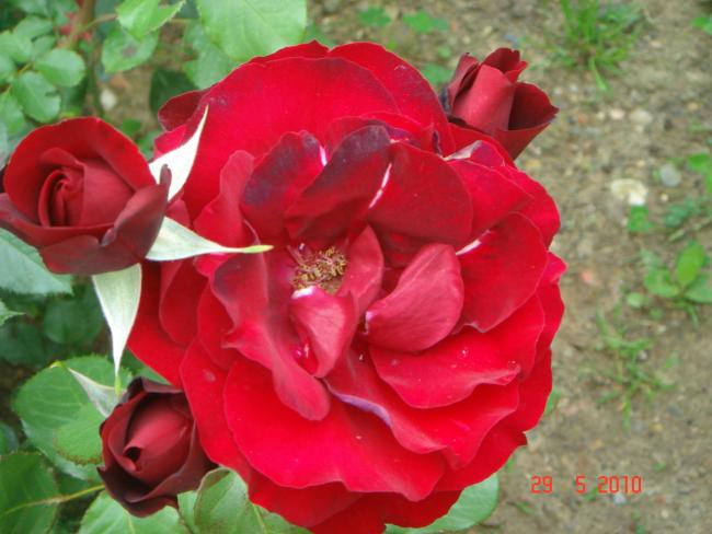 Name:  DSC00191.jpg
Views: 761
Size:  43.0 KB