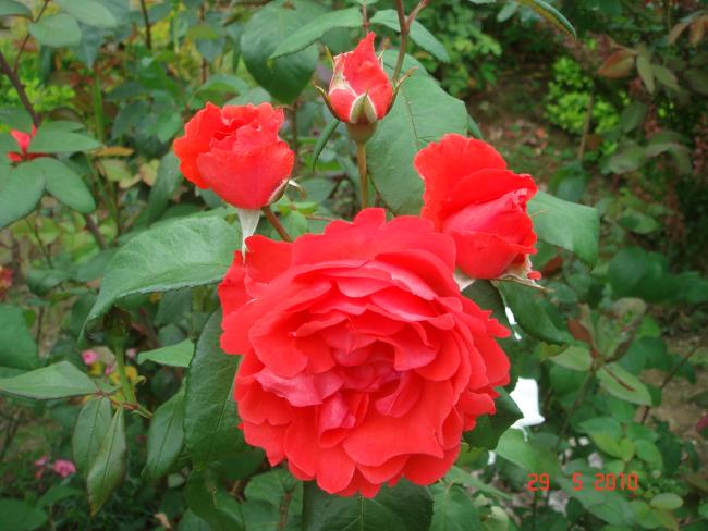 Name:  DSC00194.jpg
Views: 758
Size:  48.9 KB