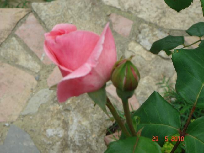 Name:  DSC00196.jpg
Views: 779
Size:  33.8 KB