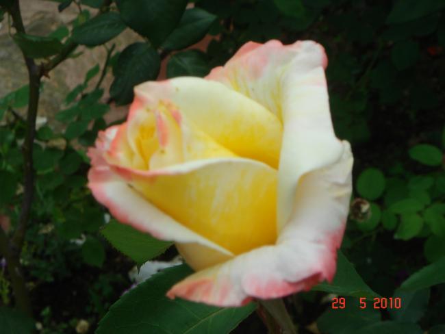 Name:  DSC00198.jpg
Views: 754
Size:  27.3 KB