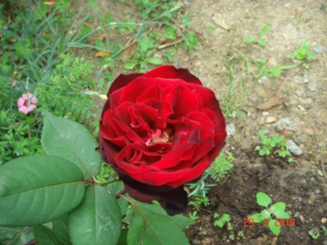 Name:  DSC00218.jpg
Views: 734
Size:  50.6 KB