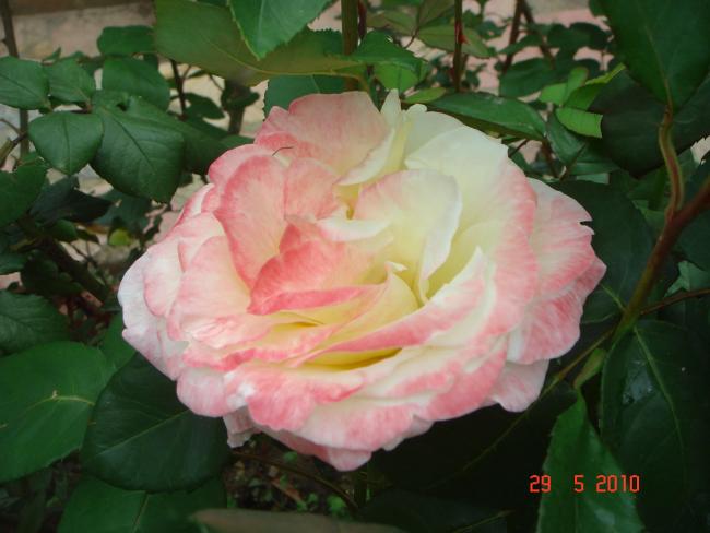 Name:  DSC00223.jpg
Views: 727
Size:  37.1 KB