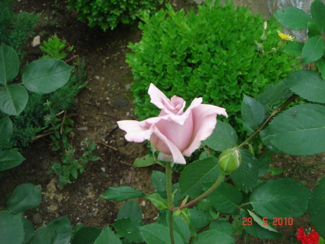 Name:  DSC00228.jpg
Views: 733
Size:  51.1 KB