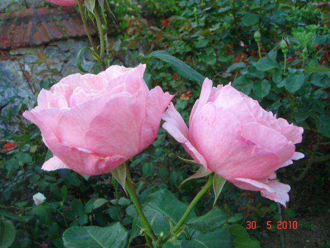 Name:  DSC00345.jpg
Views: 715
Size:  49.0 KB