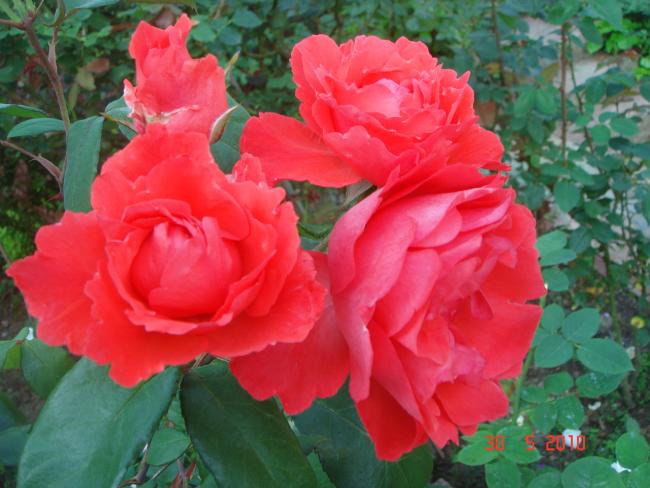 Name:  DSC00346.jpg
Views: 732
Size:  47.2 KB