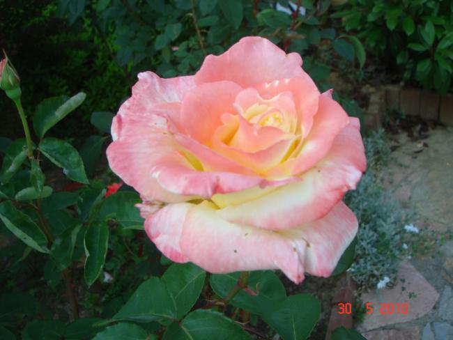 Name:  DSC00351.jpg
Views: 717
Size:  38.2 KB