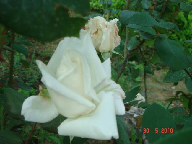 Name:  DSC00354.jpg
Views: 725
Size:  33.8 KB