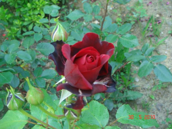 Name:  DSC00357.jpg
Views: 728
Size:  48.3 KB