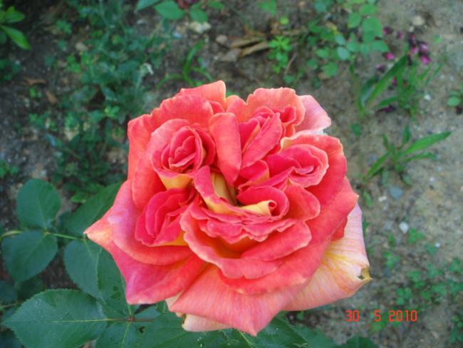 Name:  DSC00358.jpg
Views: 722
Size:  45.7 KB